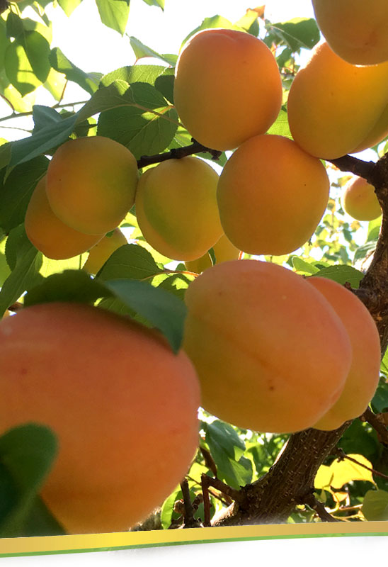 Gesunde Ernährung