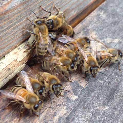 Rüttenscheider Bienen