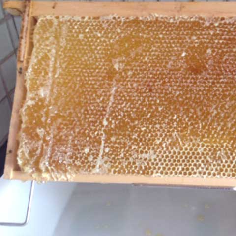 Bienen ub Essen